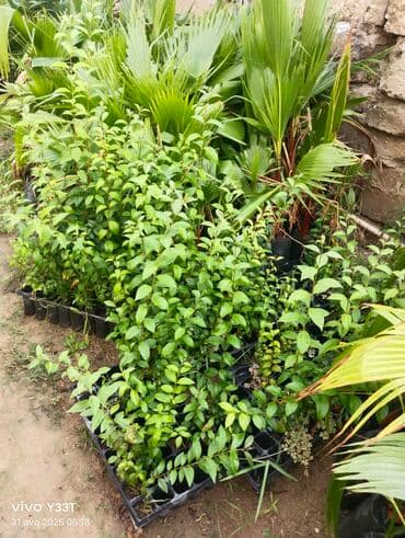 cöke ağacı: Müxtəlif cavan bitki fidanları, plastik qablarda əkilib. Bu bitkilər — 1