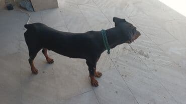 доберман купить: Doberman — 1