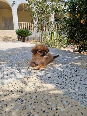 пекинес цена в баку: Пекинес, 2 месяца, Самка, С прививками, Самовывоз — 2
