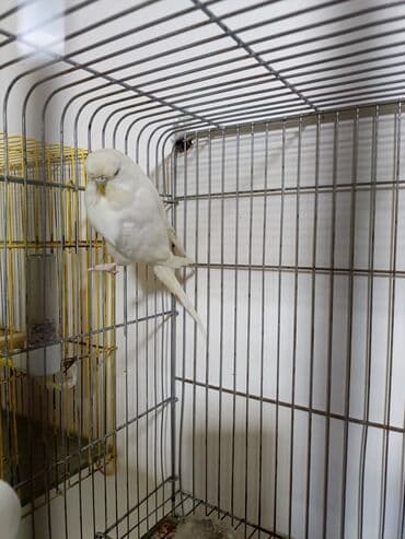 котята в баку: Çex dişi satılır 1 yaş 7 ay Cütdə olub bala verib Qiymət 40 manat — 1