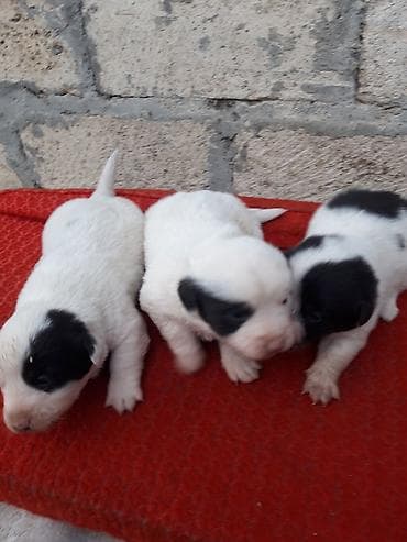 sobo wp 6001: Zvanok balaları satılır. - Yaş: 1 aylıq - Rəng: ağ-qara ləkəli - — 1