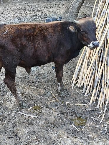 su quşu adları: 1 yaş Erkey dana biri 1450 AZN real alıcı endirim var Şəkillərdə — 6
