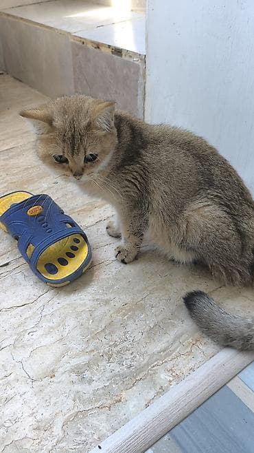 it pişik: Qızıl şinşilla, Dişi, Yaxşı əllərə, Ödənişli çatdırılma — 9