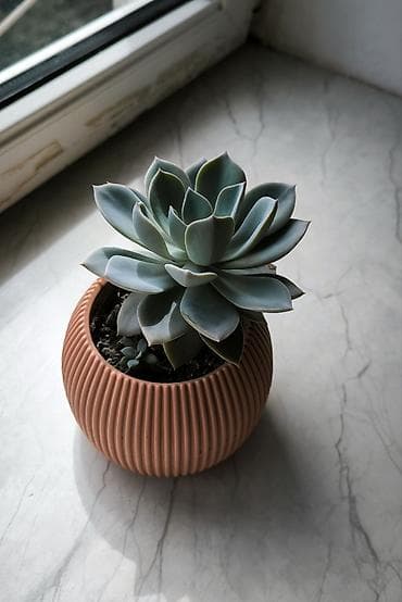 akvaryum bitkileri: 🌿 Echeveria Gözəl və səliqəli Echeveria dibçəkdə 🪴 Yeni sahibinə tam — 2