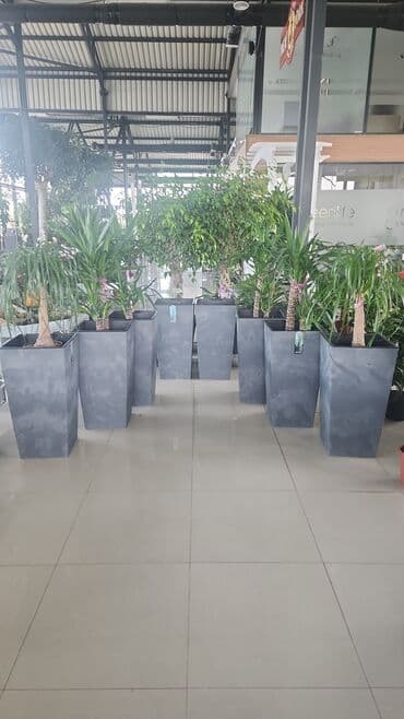 dibcek gulleri qiymeti: Bitgi və dibçəklər — 1