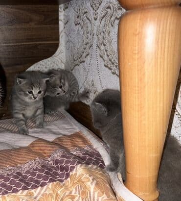 maykonq pişik: Britan, Erkək, Dişi, Ünvandan götürmə — 5