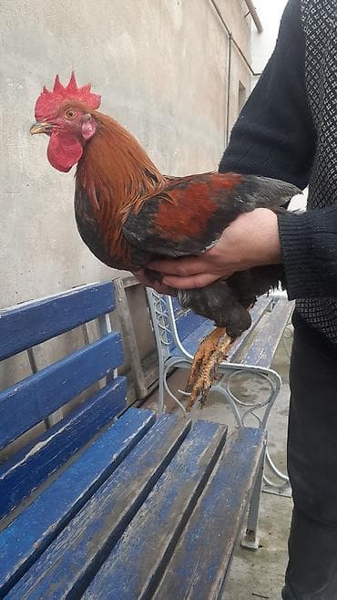 Məhsul: Xoruz Təsvir: - Rəng: baş və boyun nahiyəsi tünd