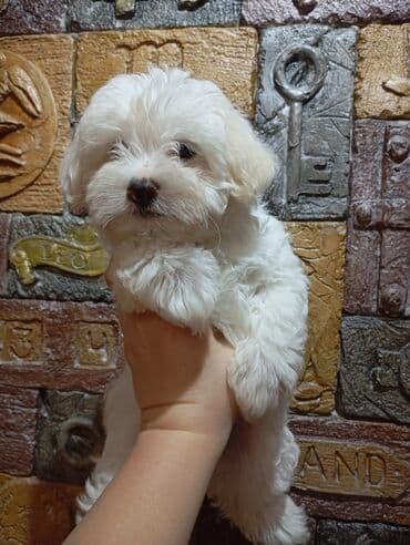 Çəngəllər: Maltipoo balaları - Cins: Maltipoo (Maltese x Poodle qarışığı) - — 6