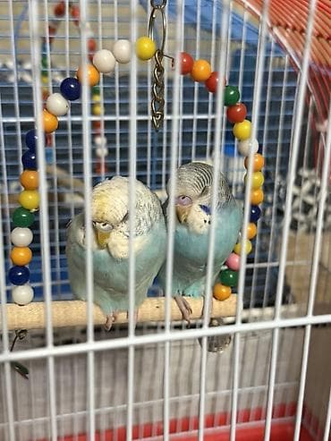 tutuquşlar: Məhsul: Cüt dalğalı tutuquşu (budgerigar) və qəfəs dəsti Təsvir: - — 3