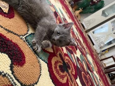 объявление про котят в баку: Самец, В добрые руки — 1