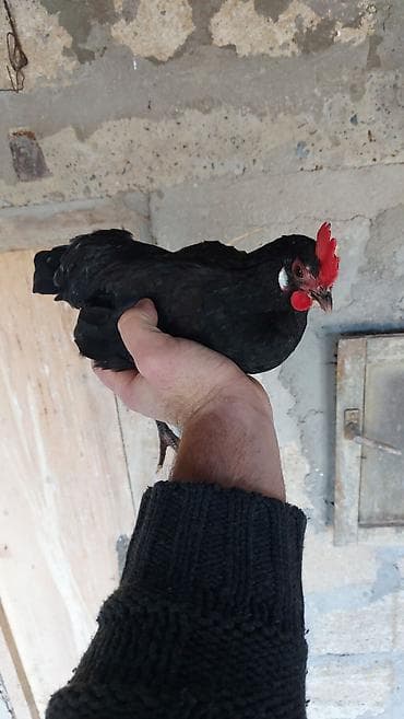 rus it adları: Toyuq, Damazlıq — 2