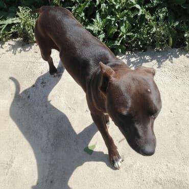 xaski satisi: Pitbul — 1