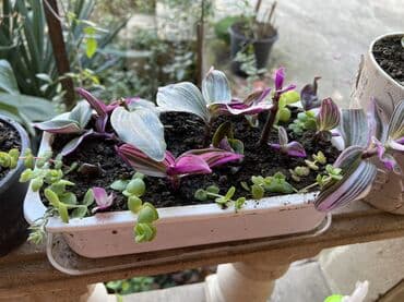 ev bitkiləri: Müxtəlif dekorativ otaq bitkiləri kolleksiyası - Kompozit sükulent — 23