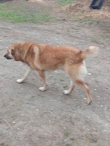 heyvalar: Alabay, 2 il, Erkek, Peyvəndli, Ünvandan götürmə — 9