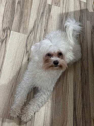 ev heyvan adlari: Pekines, Dişi — 2