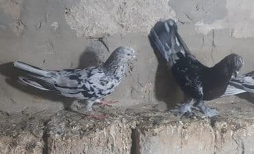 cins ineklerin qiymeti: Salam Əbrəşlərin 1 i maya 2si erkeydi tektek 1tmamatdi 3in — 4