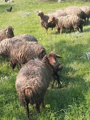 ana ari satışı: 14 dene saglam cavan qoyunlar satilir . 2 si balalıdi. Öz — 3