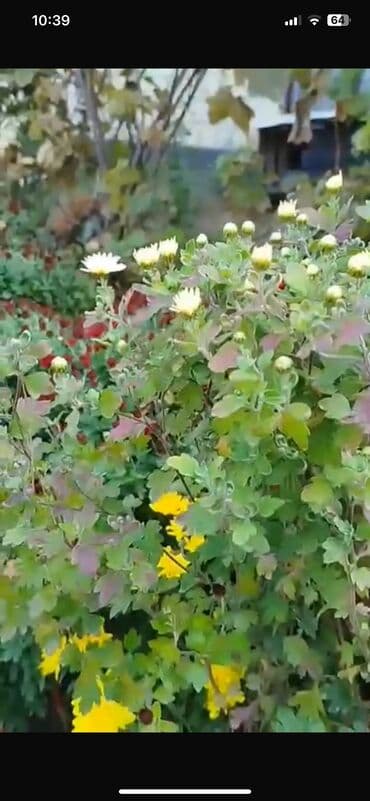 badamlı su 19 lt qiymeti: Xirizantema gülləri hər rəngdə var yalnız soyuq havalarda açır və kol — 5