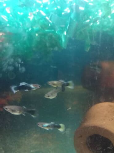 oskar balığı: Quppi, Sülhsevər — 4