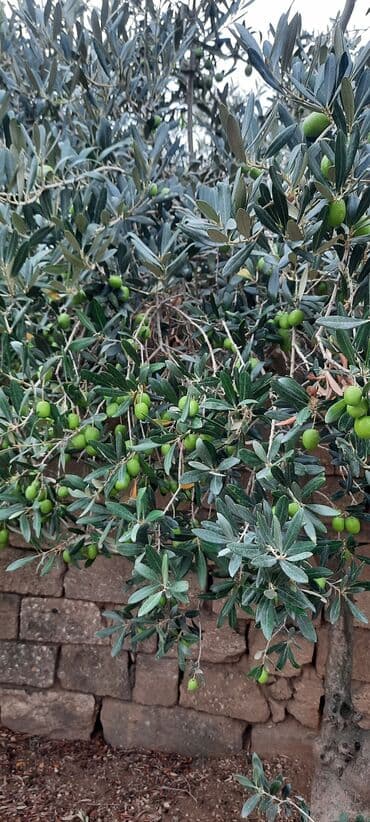 karopka yagi qiymeti: Həyət Zeytunu- 1Kq 2 AZN. Hazır Zeytun Şorabası- 1 Balon 10 AZN — 7