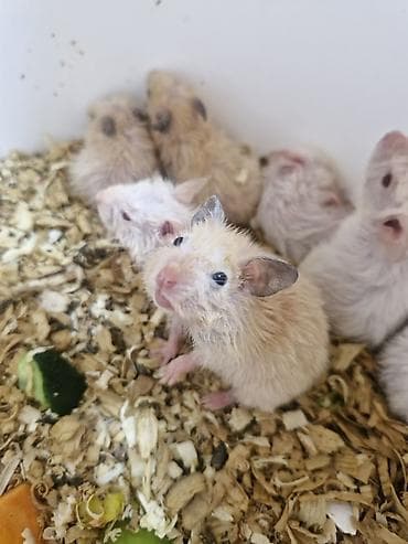 poni at satilir: Hamster balaları – müxtəlif rənglərdə - Rənglər: ağ, krem — 5