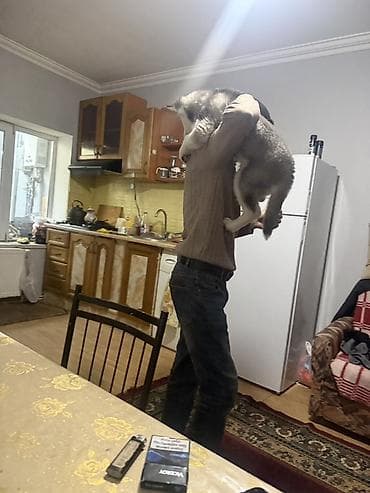 husky satisi: Xaski, 3 ay, Dişi, Peyvəndli, Ödənişli çatdırılma — 4