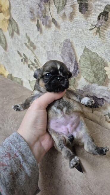 balaca itlərin qiyməti: İt balası – kiçik ölçülü, qısaburun tipli (Pekines/Şih-cu xatırladan) — 8