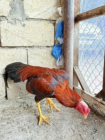 heyvan yemləri: Cins xoruz – uzunboylu, güclü bədən quruluşlu. - Rəng: tünd — 3