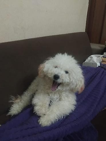 zvanok itleri: Pudel, 2 il — 2