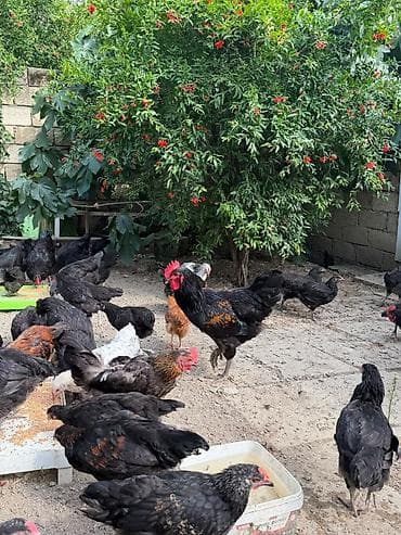 eşşək sudu satışı: Ay yarimliqdan 4 ayliqa qeder var. Temiz qan. astrolop toyuqlari — 5