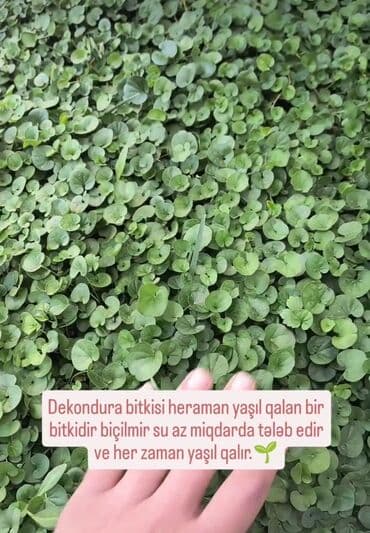 Chevrolet: Aqranom Xidməti – bağ və təsərrüfat üçün professional aqrotexniki — 4