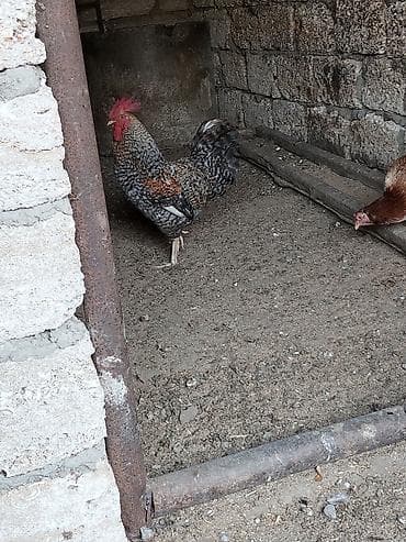 quzu satisi: Salam heyratı xoruzu 6 aylıqdı Xarkov xoruzu 8 aylıqdı ikisidə satılır — 8
