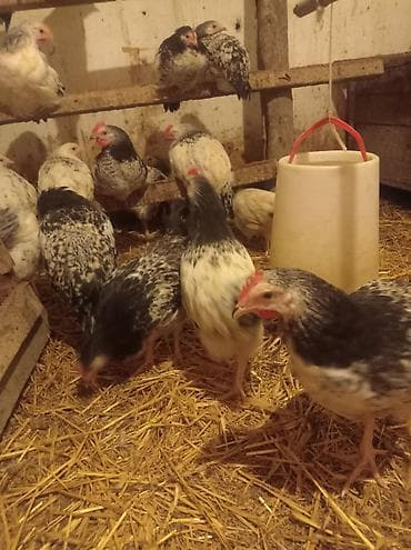 cins dana: Salam eziz heyvan heveskarları.tam sağlam heyet şeraitinde boyudulmuş — 2