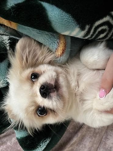 it pitpul: Pekines — 5