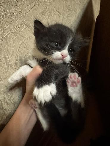 отдам котят в добрые руки: Самец, Самка, В добрые руки, Бесплатная доставка — 3