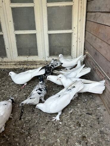 qaz və ordək: Məhsul: Qüvvəli uçuş xüsusiyyətlərinə malik ev göyərçinləri (bir neçə — 5