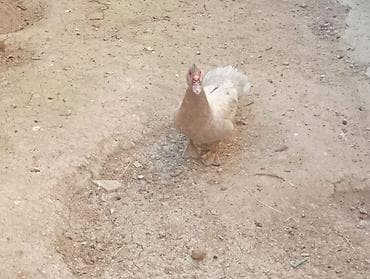 Kənd təsərrüfatı quşları: Satılır: muskovi (hind) ördəyi Fərə Xüsusiyyətlər: - Rəng: açıq — 3