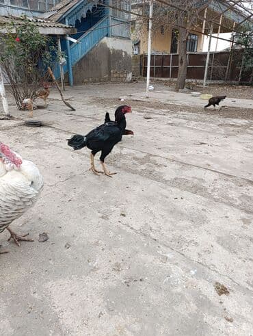 kanada sortu hinduska: Aseel tipli döyüşçi xoruz - Cins: Aseel tipli, hündürboy, uzun — 5