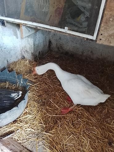 Inəklər, öküzlər: Dişi, Damazlıq — 1