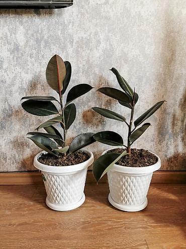 plastik gul qablari: Fikus - qara yarpaq. Qabla birlikdə satılır. Sağlam bitkidir. Boyu — 1