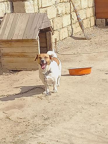 lalafo ev heyvanlari: Cek rassel teryer, 2 il, Dişi — 3