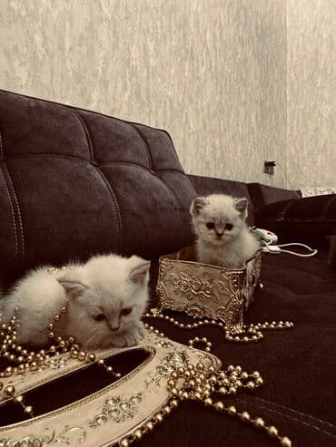 xamyak yuvası: Şinşilla, Erkək, Dişi — 6