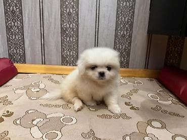 İtlər: Pekines, 1 ay, Erkek, Sənədli, Ünvandan götürmə, Pulsuz çatdırılma — 3