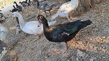 Самка, | Lal ordek, Для разведения — 7