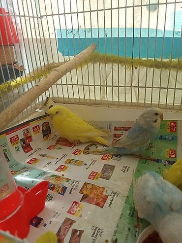 Tutuquşu cüt qəfəs aksessuarlari ilə birlikdə 30m . catdırılma var