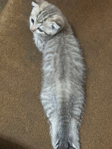 pers pişiy: Şotland yastı qulaq, Dişi, Yaxşı əllərə, Ünvandan götürmə, Ödənişli çatdırılma — 3