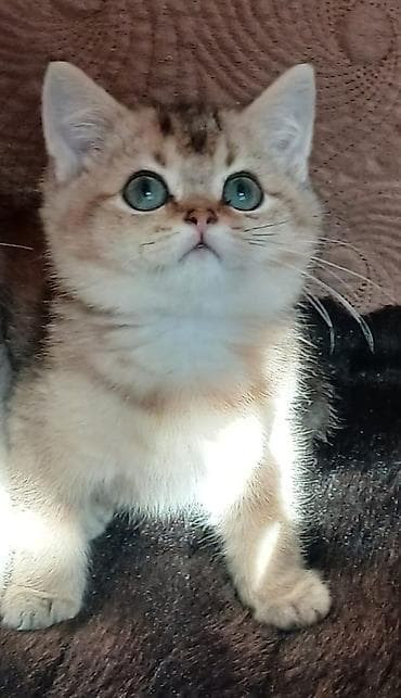 kangal balaları: Şinşilla — 2