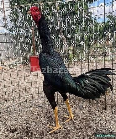 Salam aleykum hər kəsə 12 dənə heyratı cücəsi satılır 2 ayına az qalıb