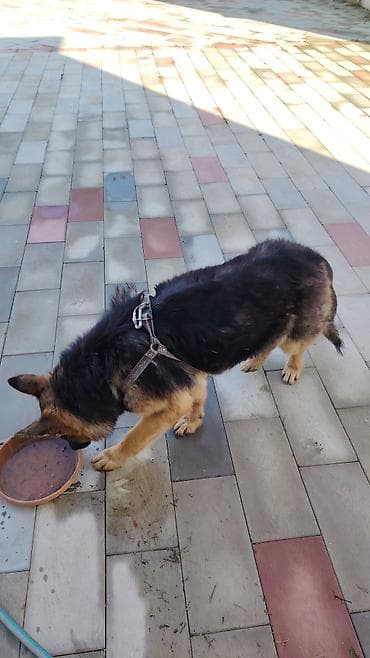 alman ofcarkası: Alman çoban iti — 2