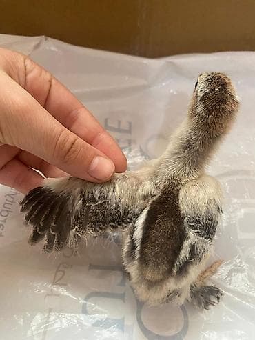 xarkov cuceler: Toyuq cücələri, Damazlıq — 1